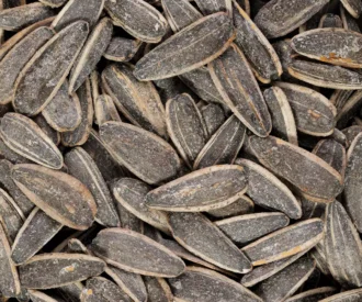 تخمه آفتابگردان شور