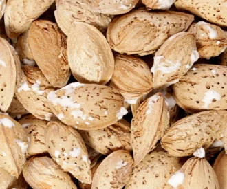 بادام محب شور